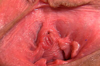 Premium Gapemypussy Account s1